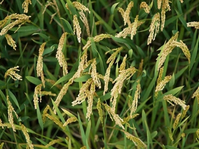 “芒”有所獲，“種”有所得，今日芒種!